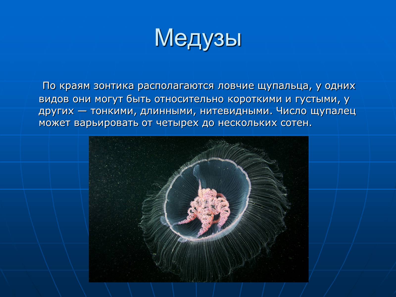Презентація на тему «Медузи» (варіант 2) - Слайд #10