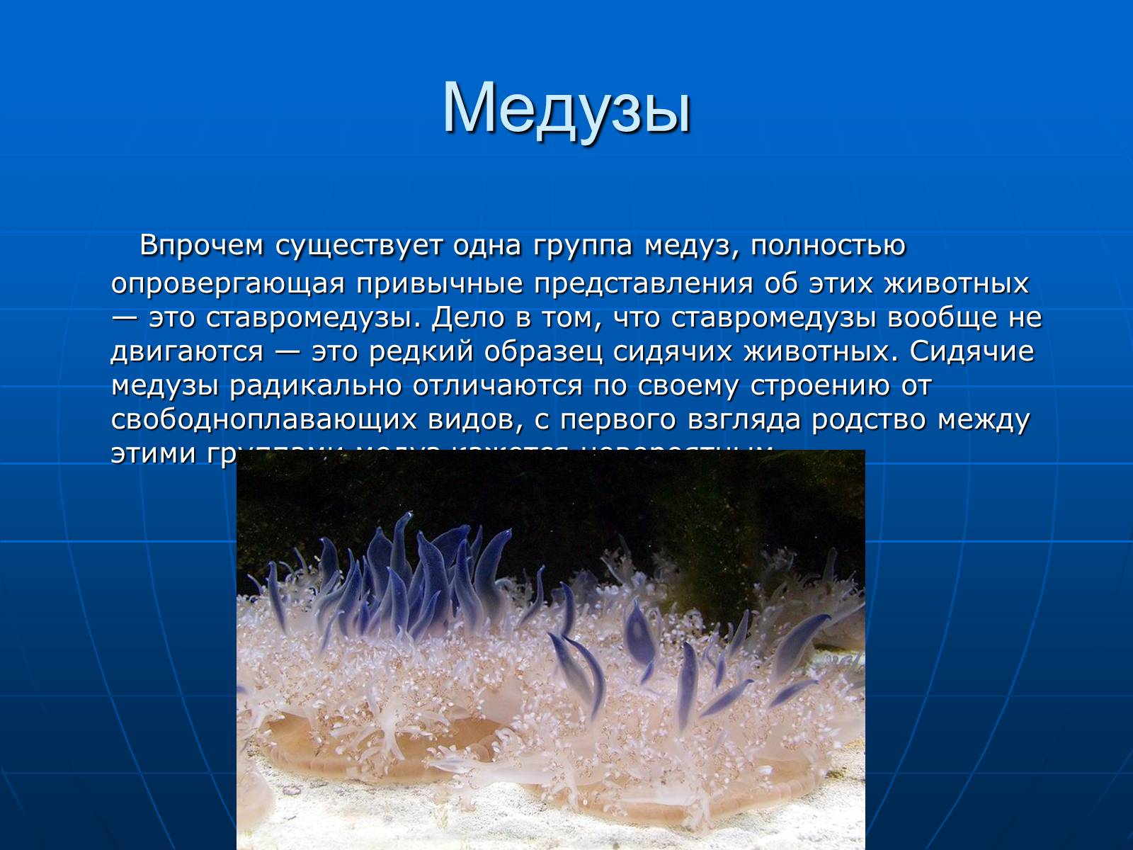 Презентація на тему «Медузи» (варіант 2) - Слайд #13