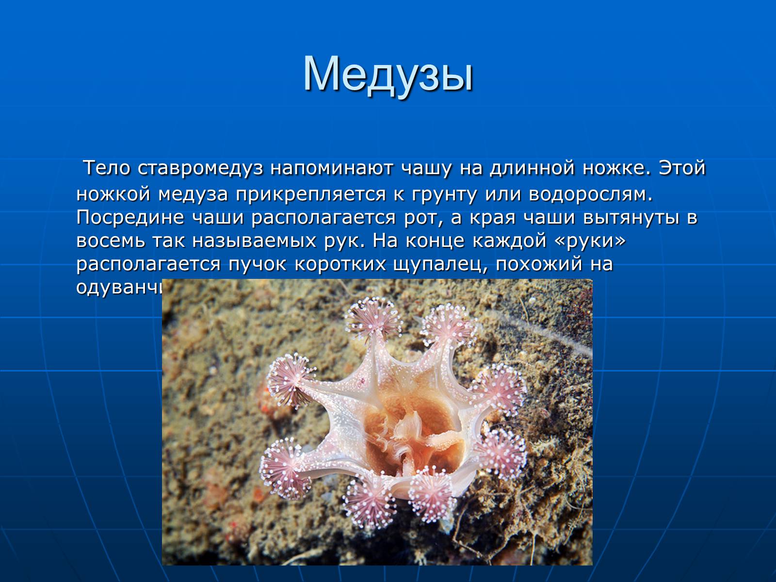Презентація на тему «Медузи» (варіант 2) - Слайд #14