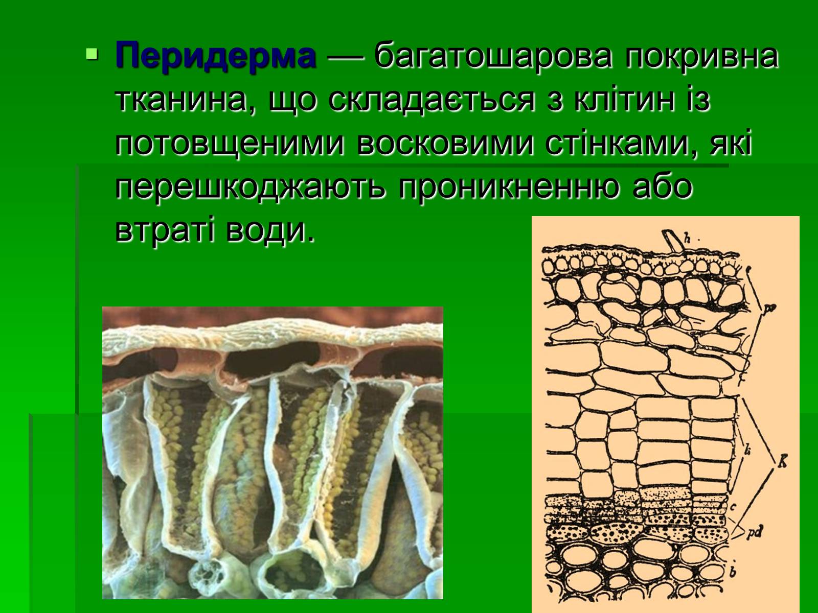 Презентація на тему «Тканини рослинного організму» - Слайд #11