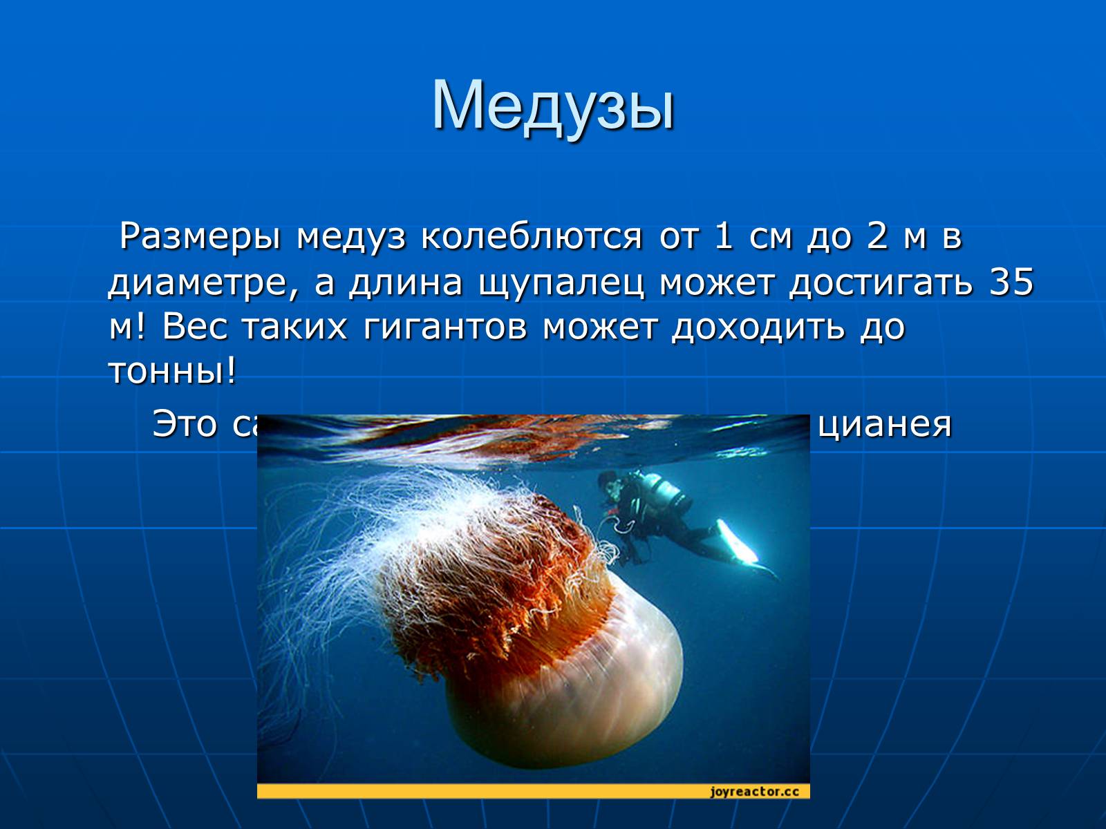 Презентація на тему «Медузи» (варіант 2) - Слайд #16