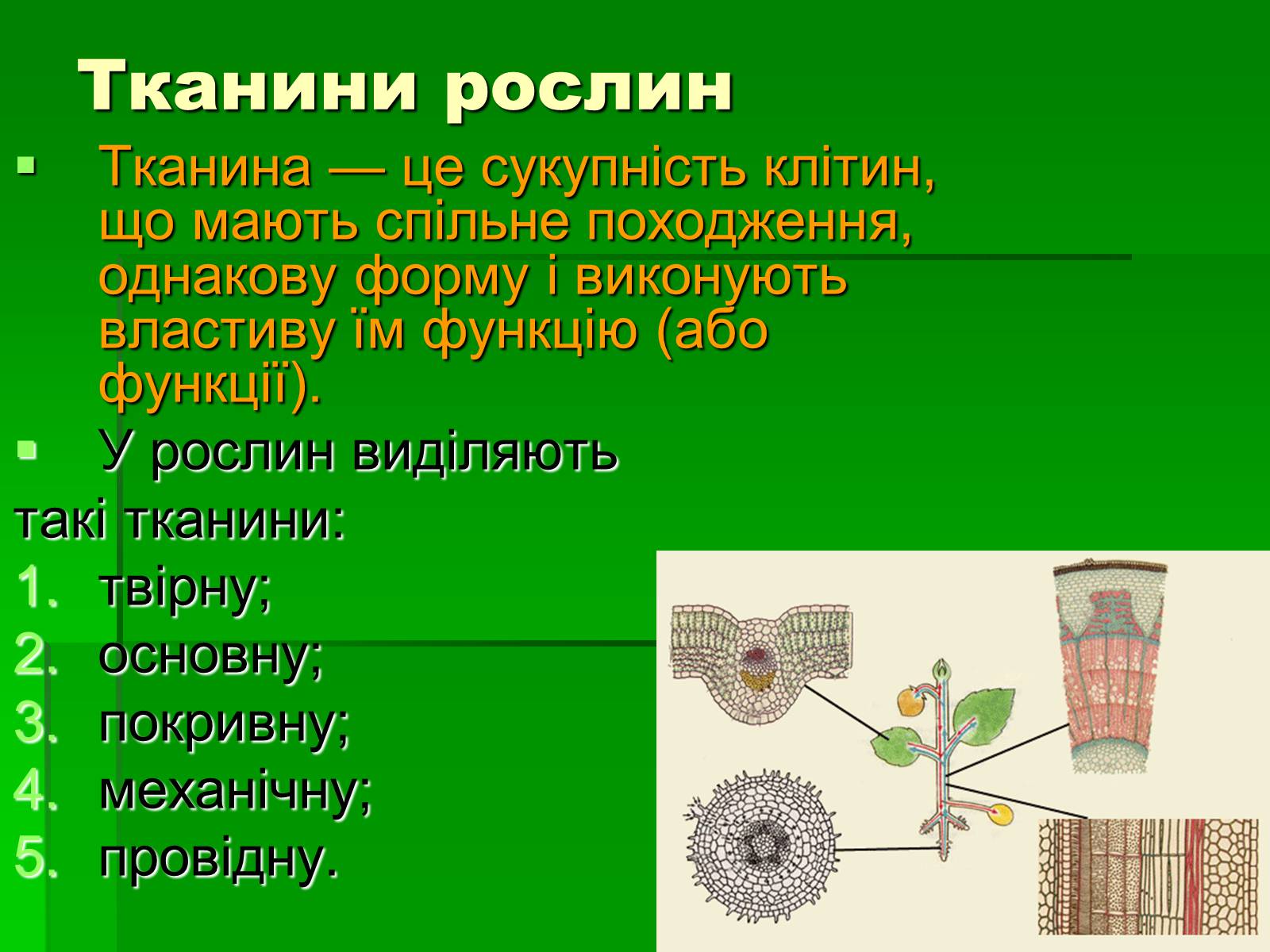 Презентація на тему «Тканини рослинного організму» - Слайд #14