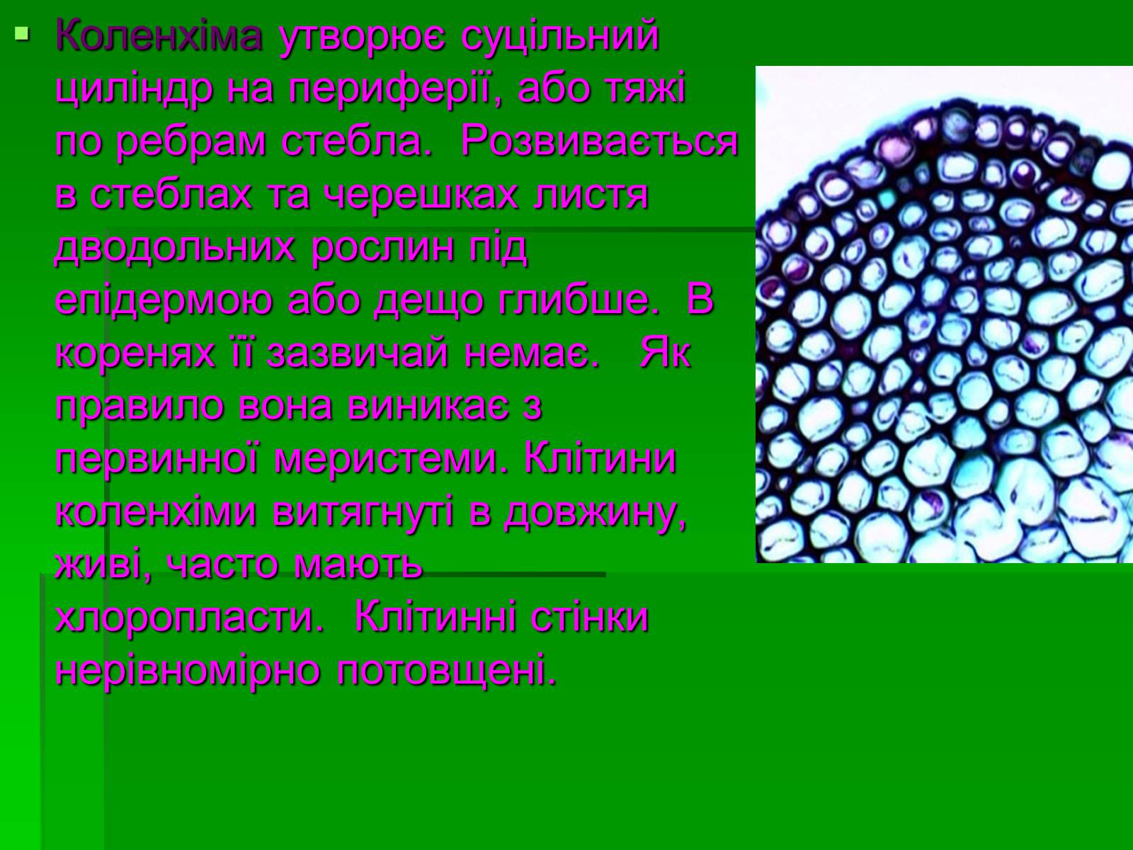 Презентація на тему «Тканини рослинного організму» - Слайд #15