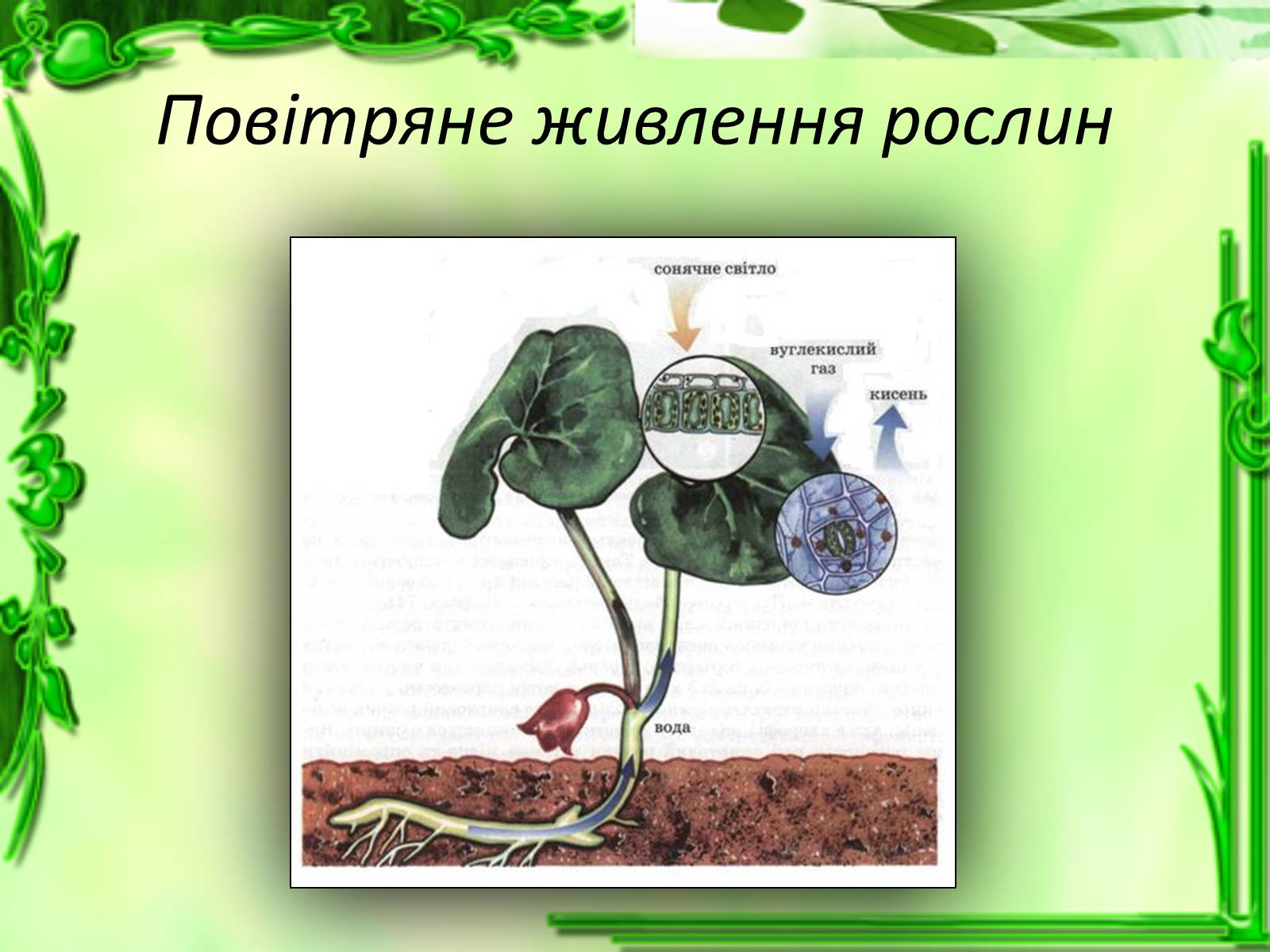 Презентація на тему «Живлення рослин. Фотосинтез» - Слайд #8
