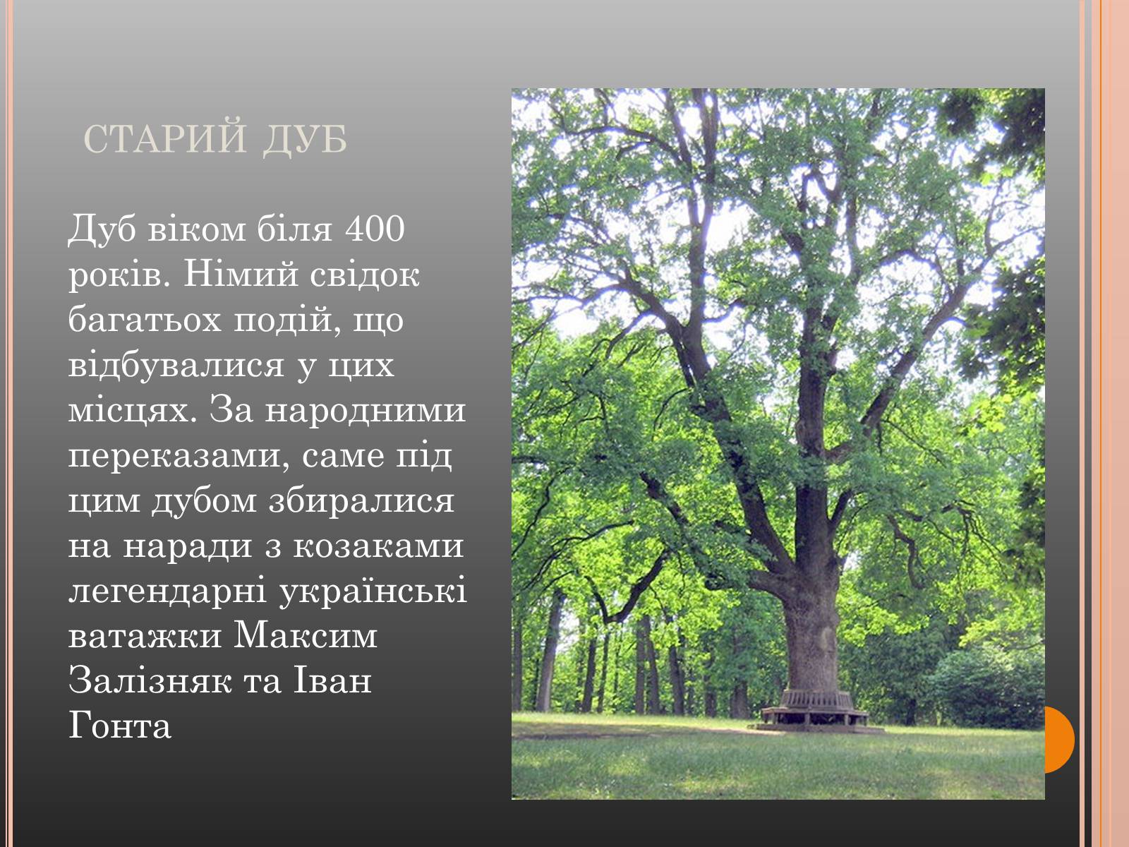 Презентація на тему «Національний дендрологічний парк «Софіївка»» (варіант 1) - Слайд #14