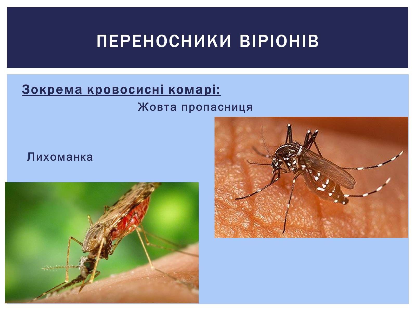 Презентація на тему «Роль вірусів у житті людини. Вірусні інфекції людини і тварин.» - Слайд #5