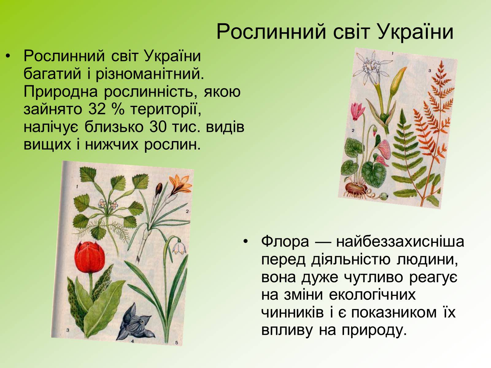 Презентація на тему «Охорона рослинного світу» - Слайд #2