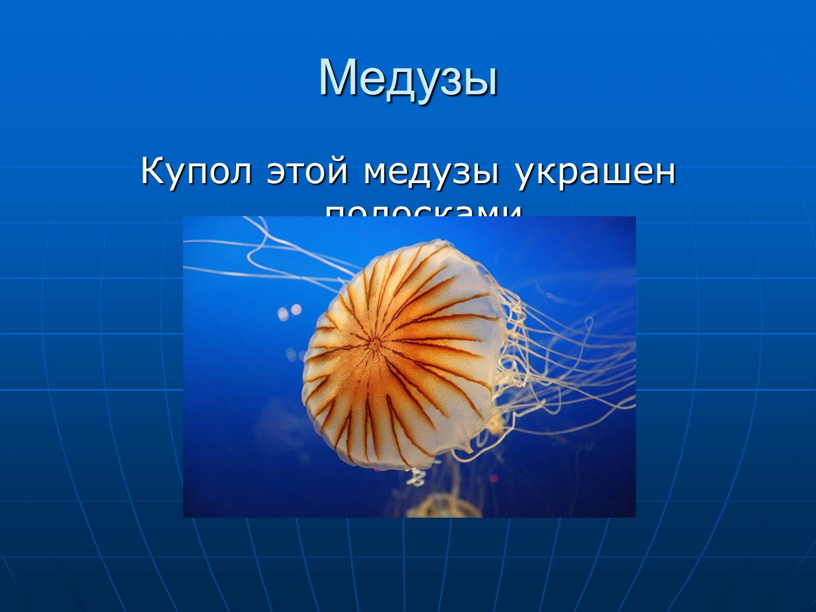 Презентація на тему «Медузи» (варіант 2) - Слайд #28