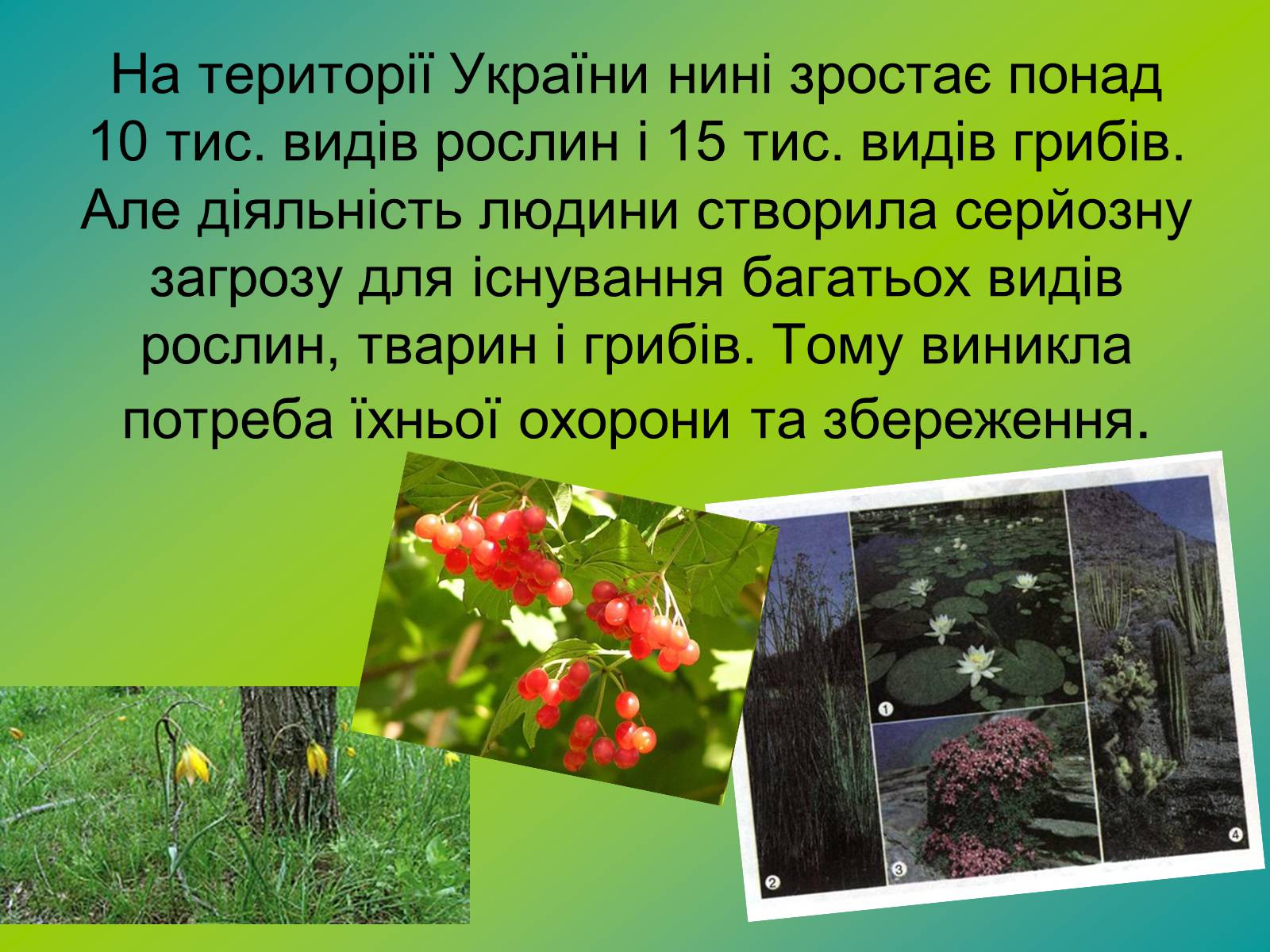 Презентація на тему «Охорона рослинного світу» - Слайд #5