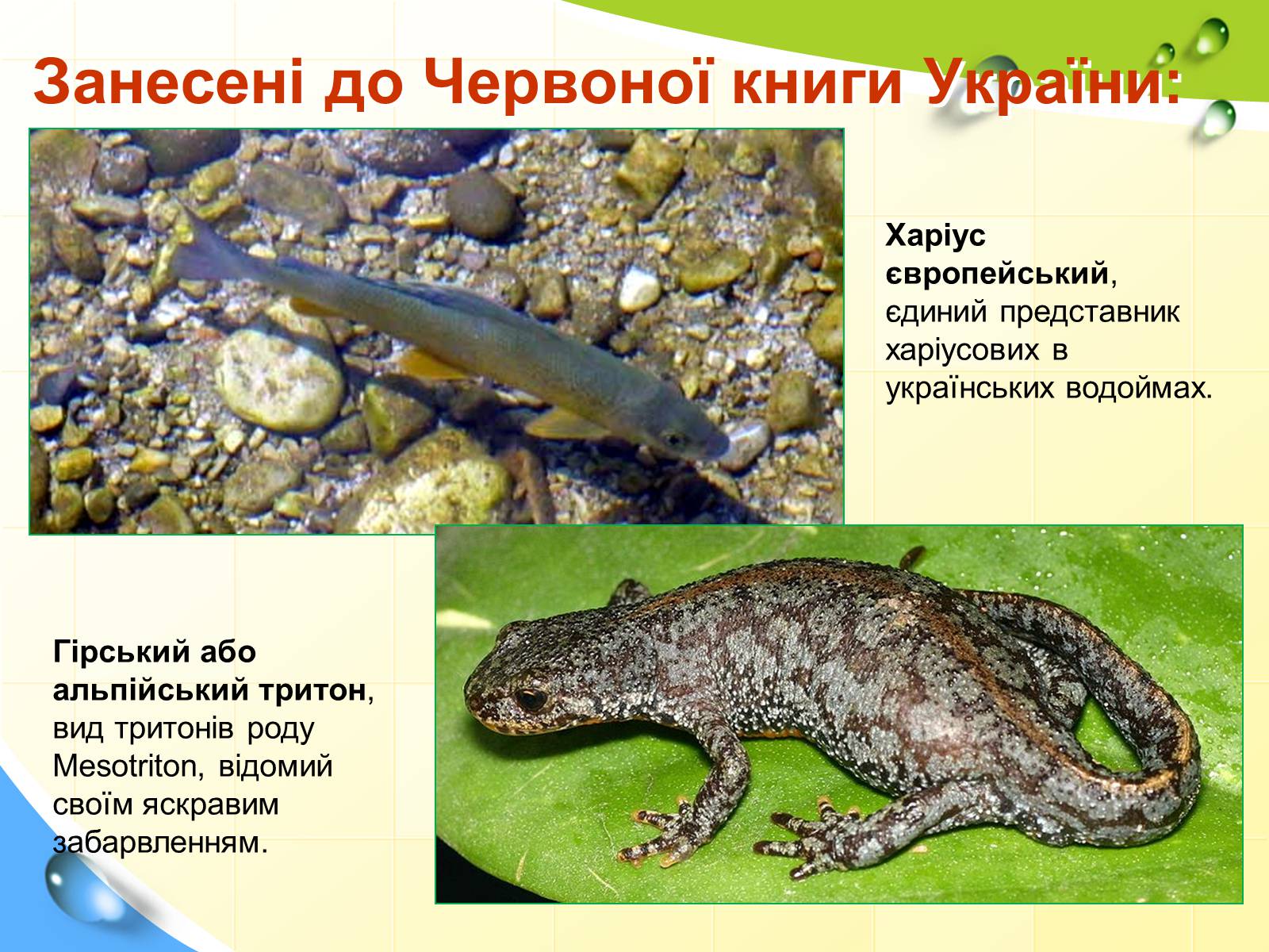 Презентація на тему «Природні заповідники України» (варіант 5) - Слайд #9