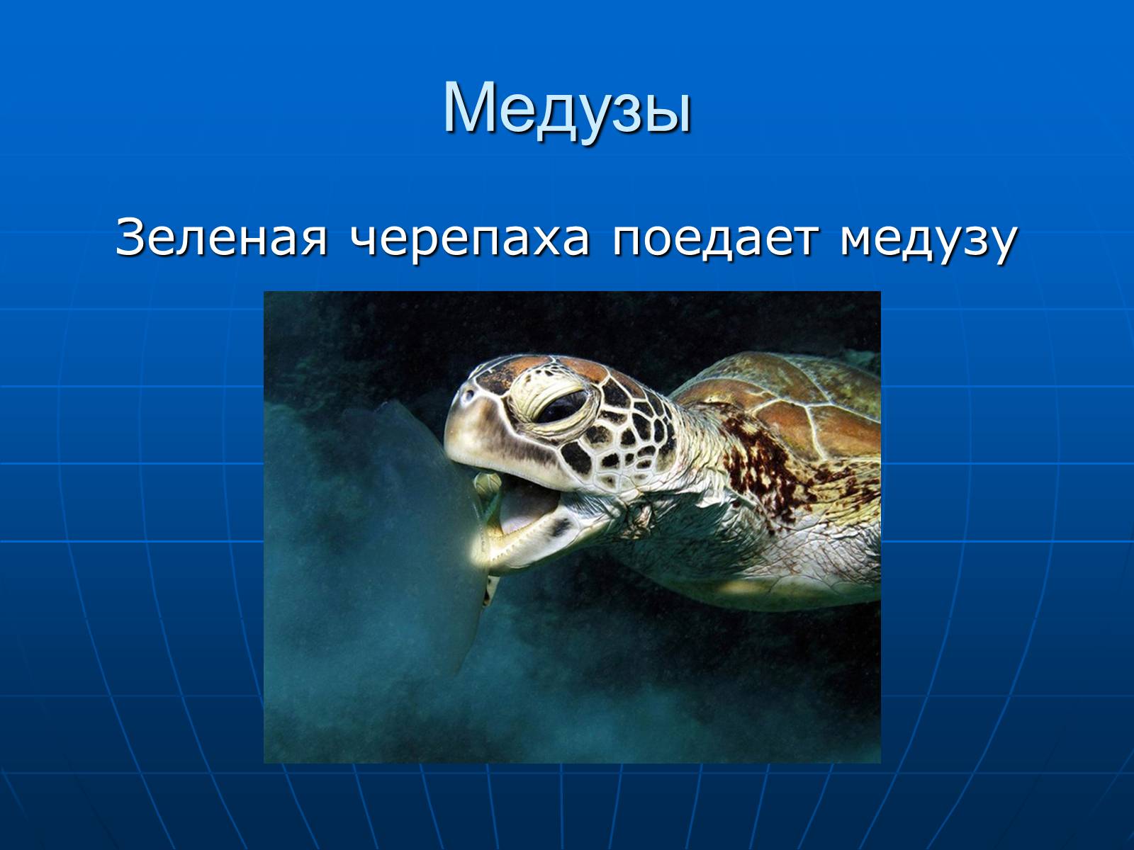 Презентація на тему «Медузи» (варіант 2) - Слайд #32