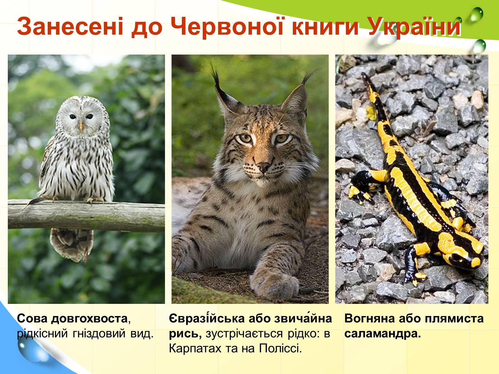 Презентація на тему «Природні заповідники України» (варіант 5) - Слайд #10