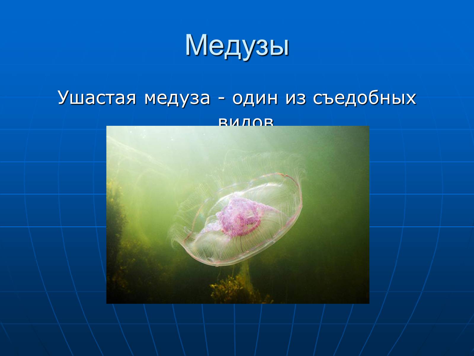 Презентація на тему «Медузи» (варіант 2) - Слайд #34