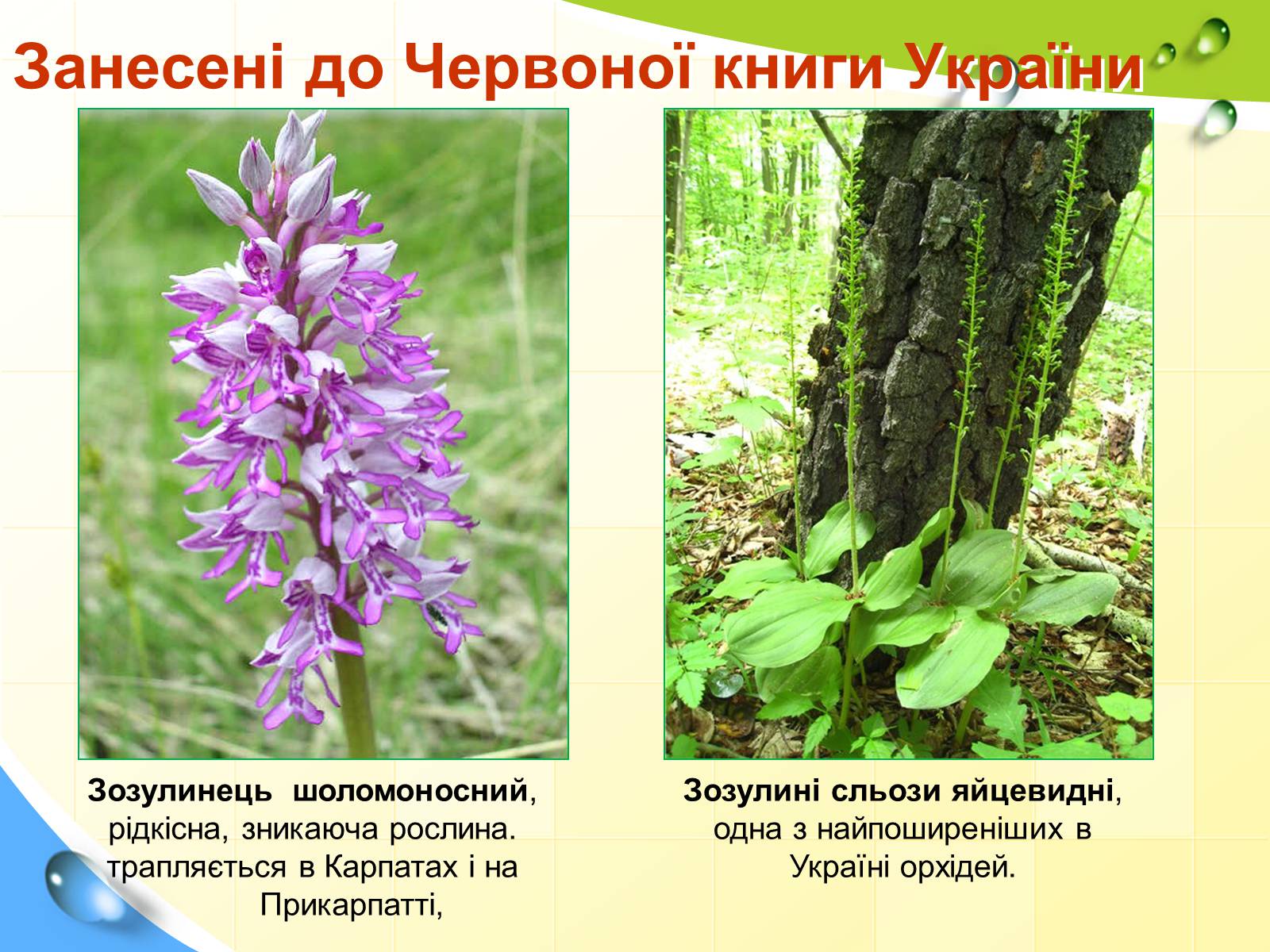 Презентація на тему «Природні заповідники України» (варіант 5) - Слайд #12