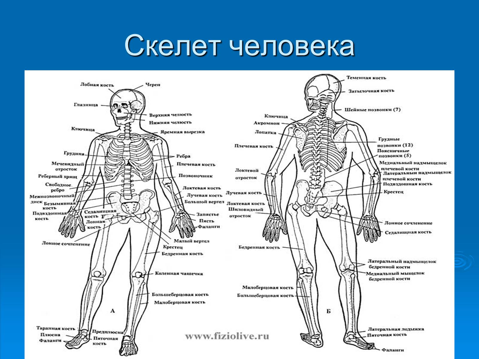 Презентація на тему «Анатомическое отличие скелетов мужчин и женщин» - Слайд #3