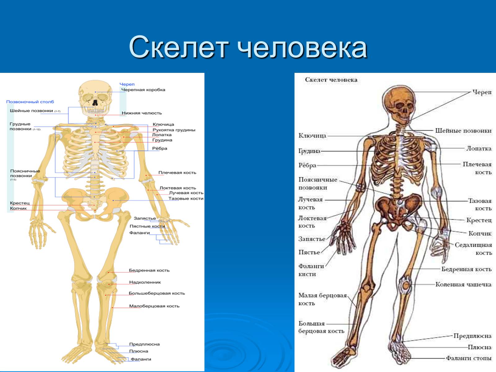 Презентація на тему «Анатомическое отличие скелетов мужчин и женщин» - Слайд #4