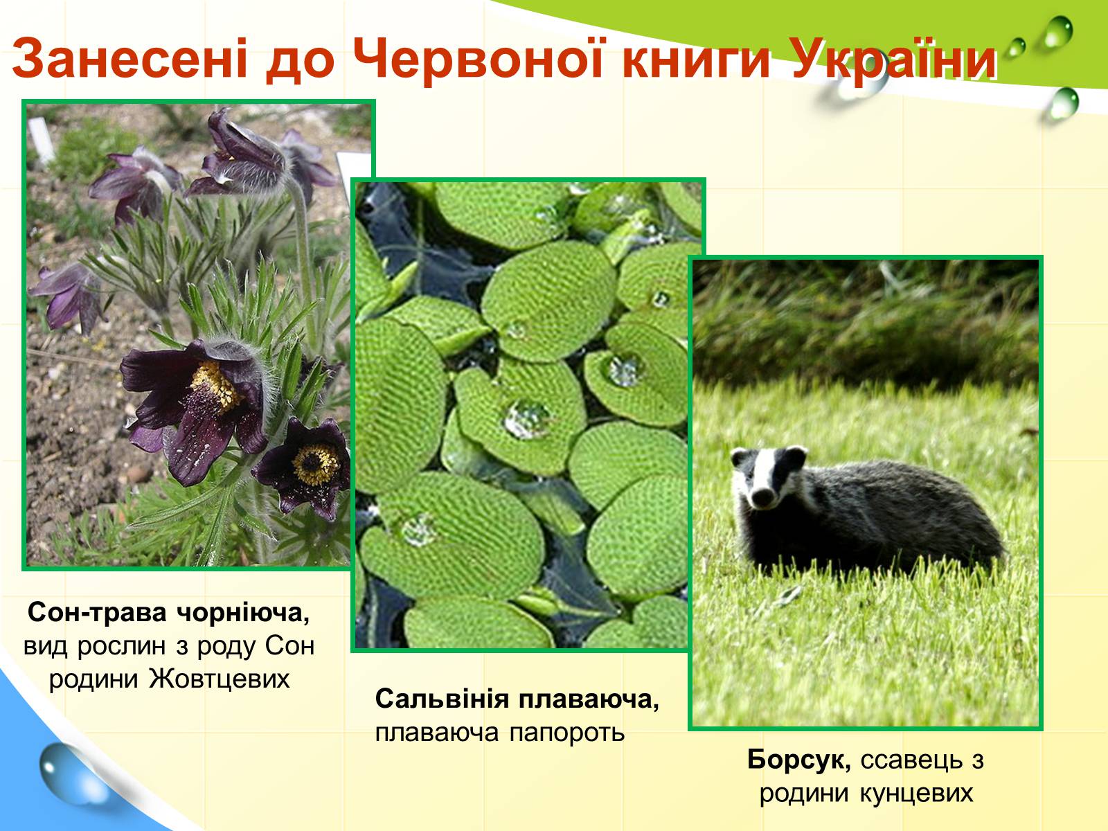 Презентація на тему «Природні заповідники України» (варіант 5) - Слайд #16