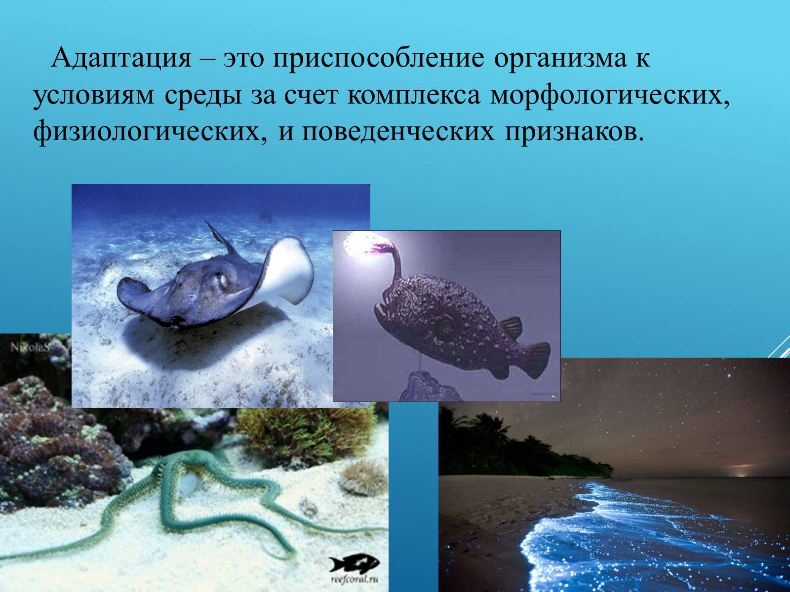 Презентація на тему «Адаптация организмов к жизни в водной среде» - Слайд #2