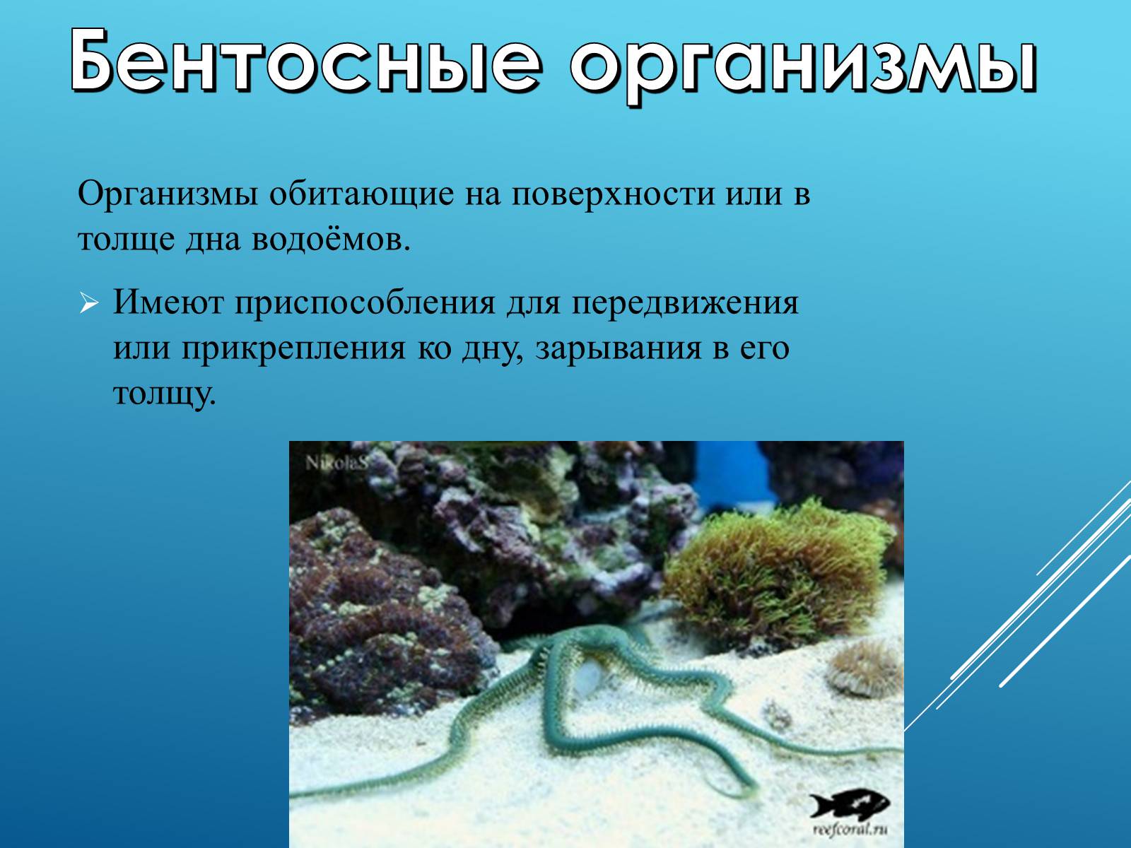 Презентація на тему «Адаптация организмов к жизни в водной среде» - Слайд #7