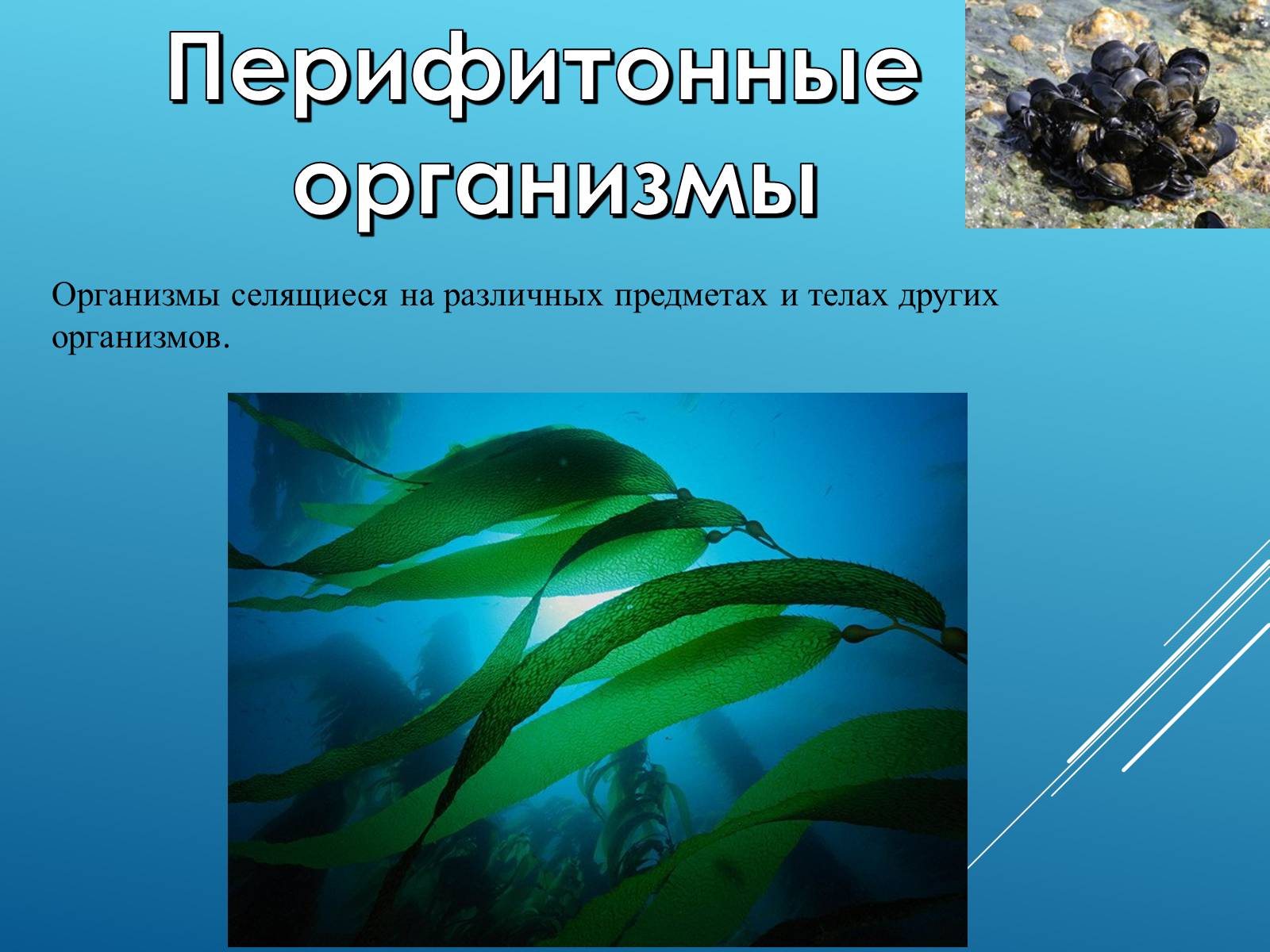 Презентація на тему «Адаптация организмов к жизни в водной среде» - Слайд #8