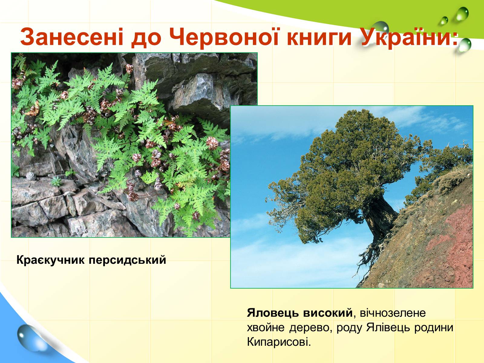 Презентація на тему «Природні заповідники України» (варіант 5) - Слайд #27