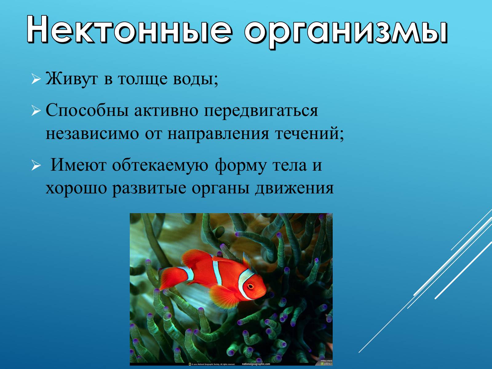 Презентація на тему «Адаптация организмов к жизни в водной среде» - Слайд #9