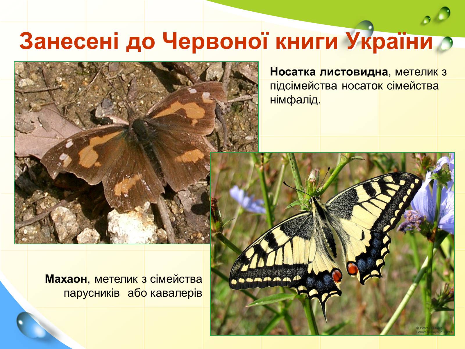 Презентація на тему «Природні заповідники України» (варіант 5) - Слайд #28