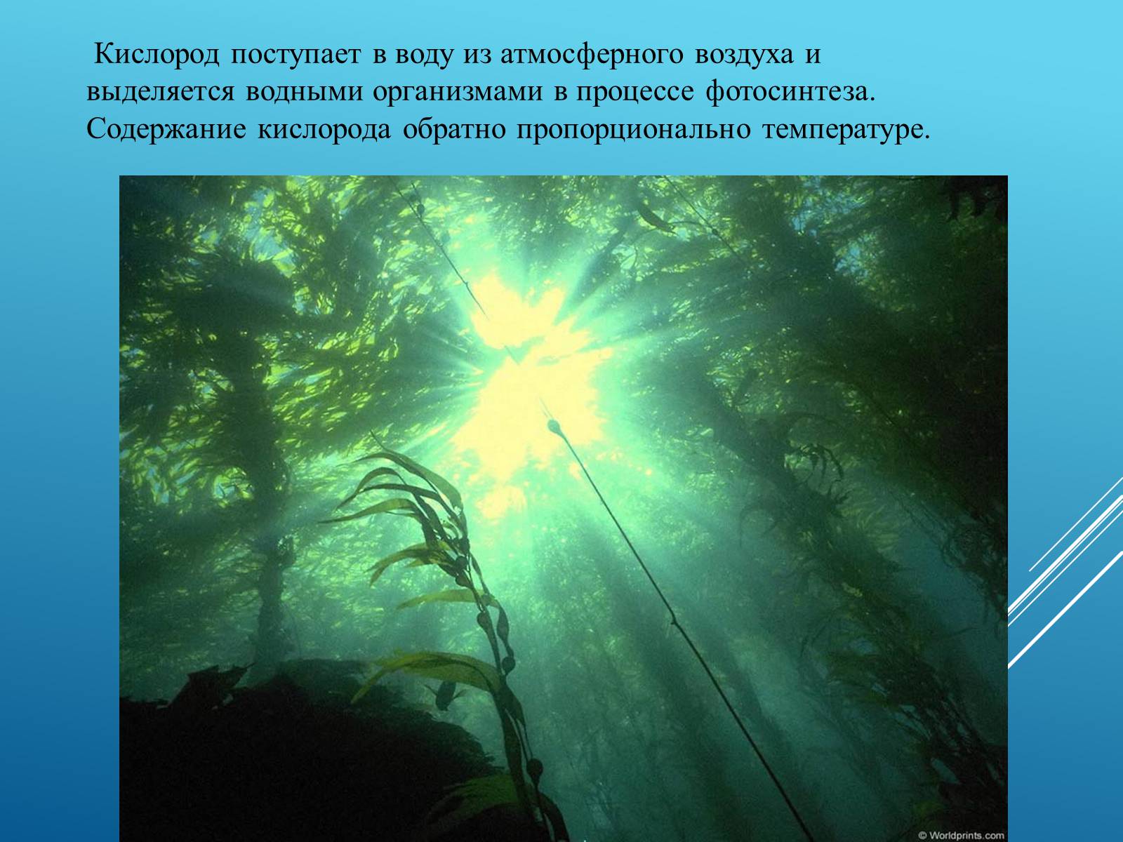 Презентація на тему «Адаптация организмов к жизни в водной среде» - Слайд #10