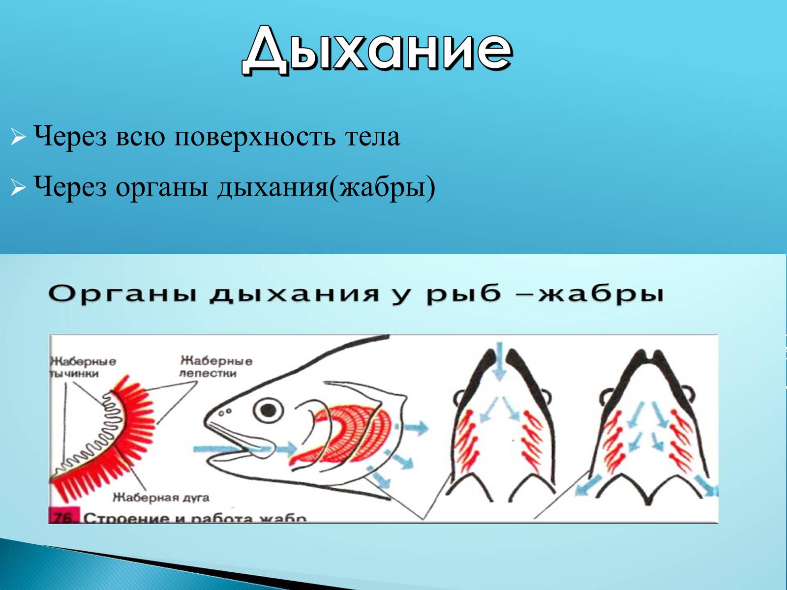 Презентація на тему «Адаптация организмов к жизни в водной среде» - Слайд #11