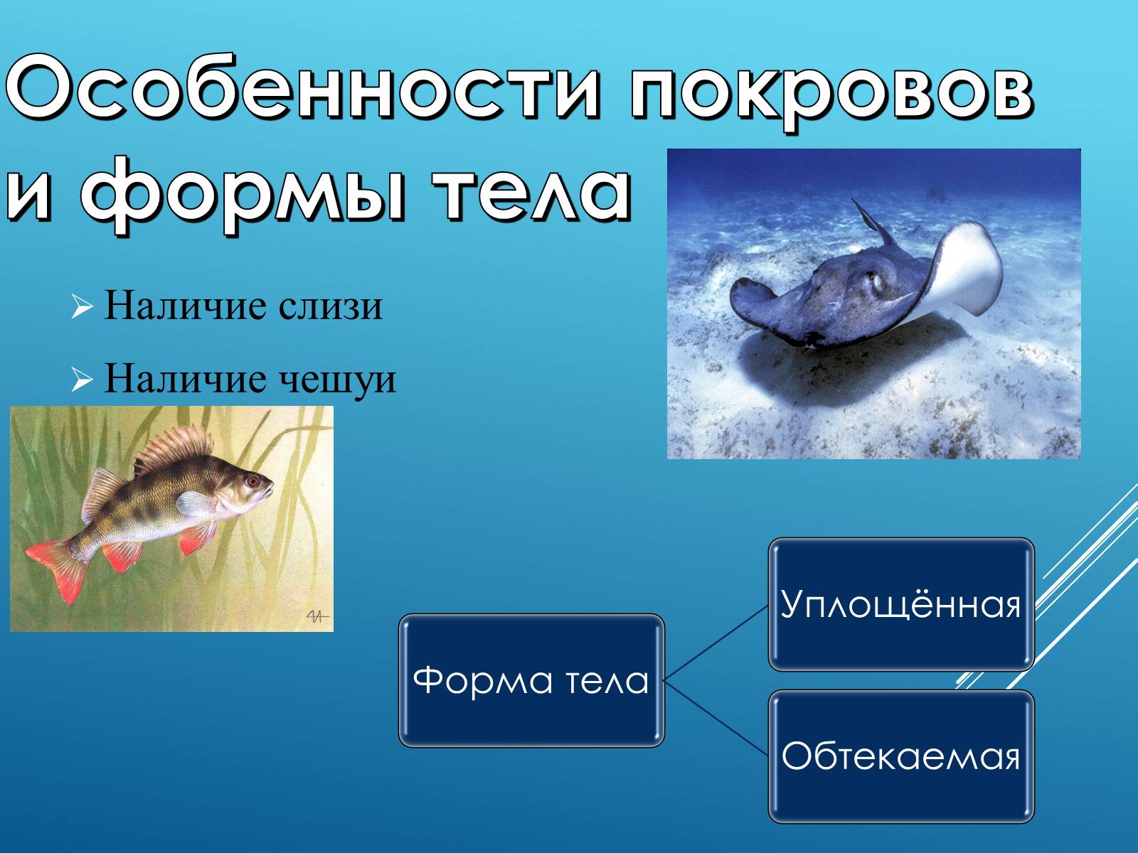 Презентація на тему «Адаптация организмов к жизни в водной среде» - Слайд #13