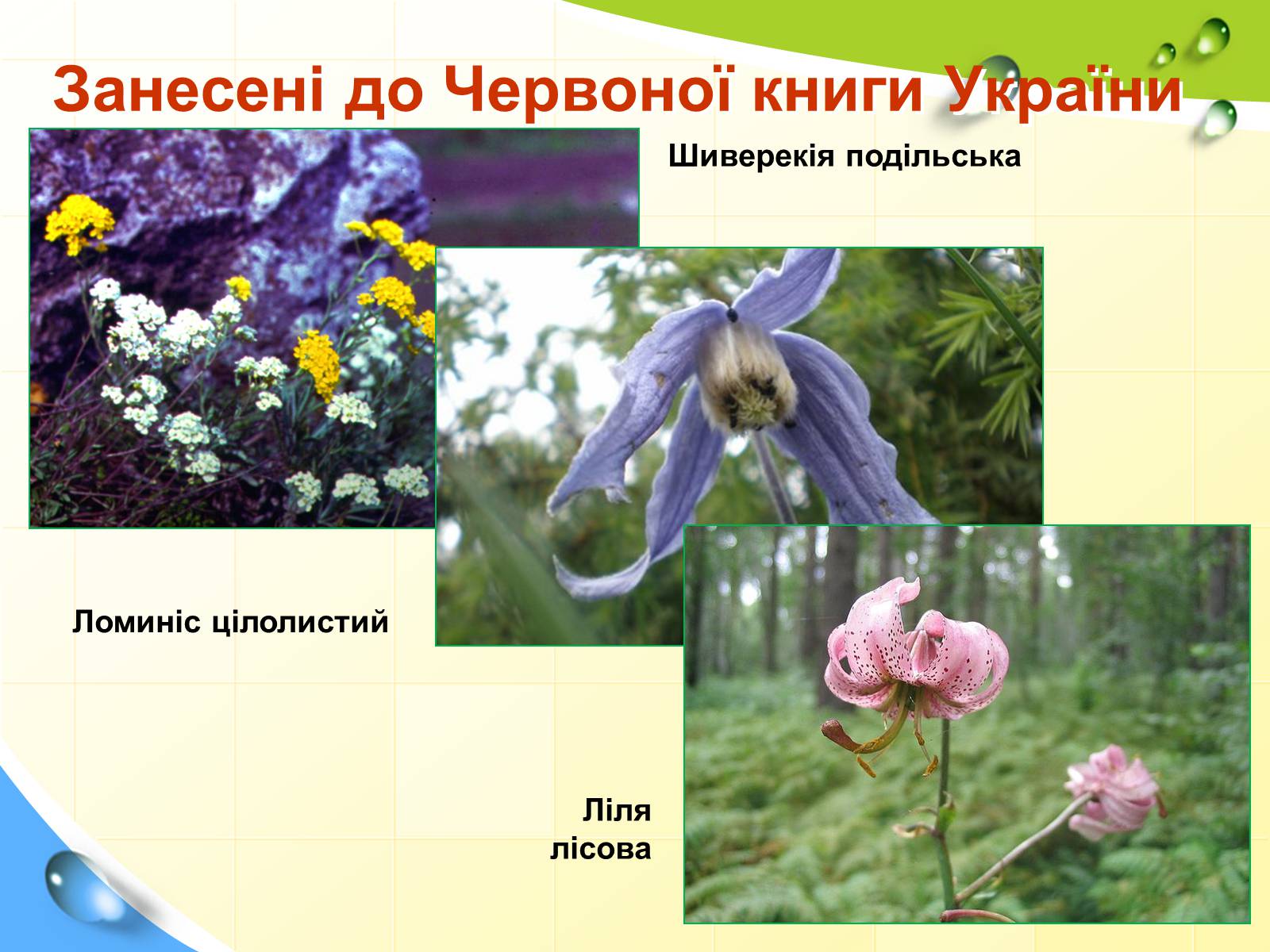Презентація на тему «Природні заповідники України» (варіант 5) - Слайд #34