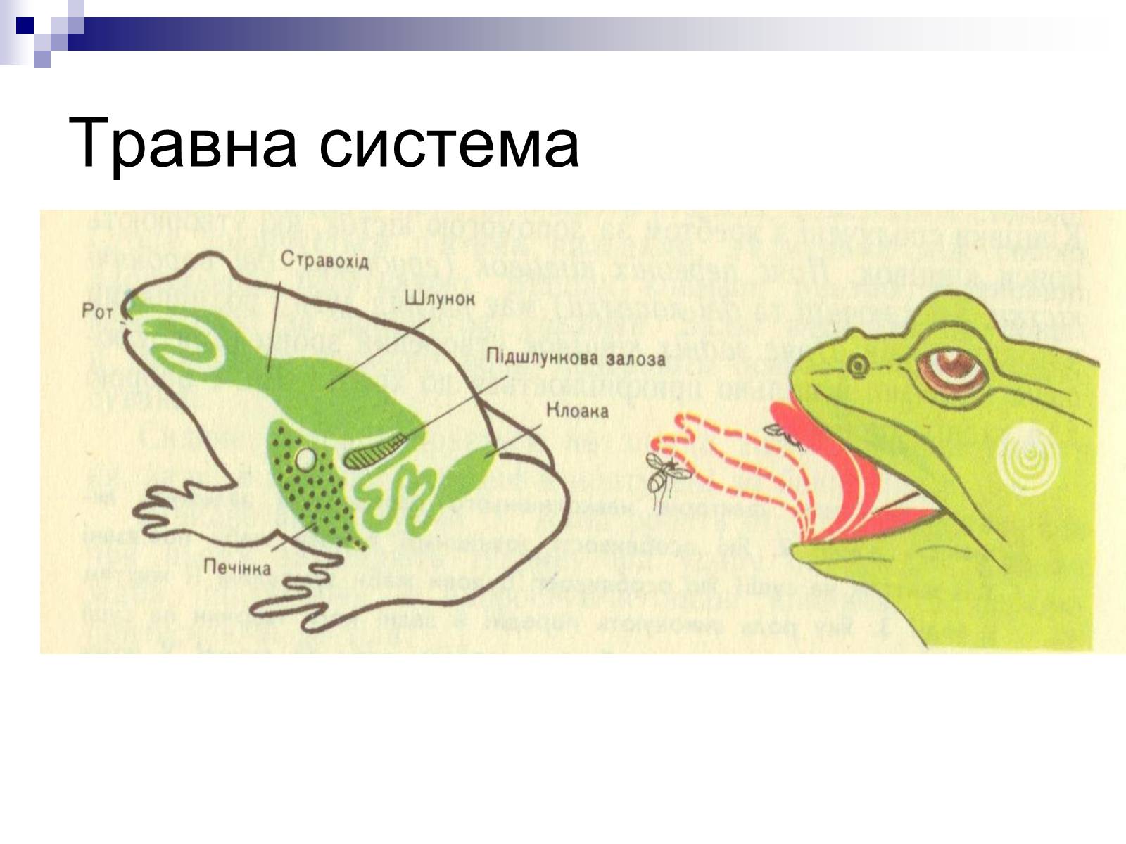Орган слуха земноводных представлен. Анатомия пищеварительной системы лягушки. Пищеварительная система лягушки прудовой. Пищеварительная система у лягушки клоака. Пищеварительная система амфибий схема.