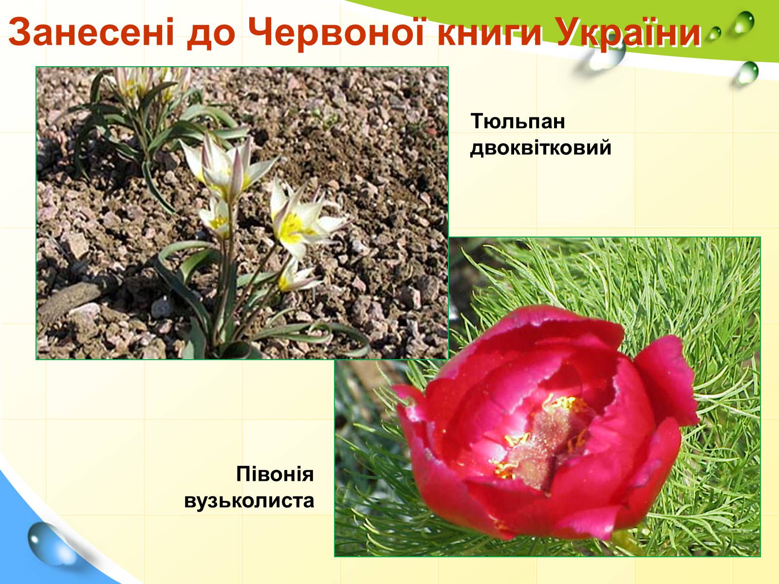 Презентація на тему «Природні заповідники України» (варіант 5) - Слайд #40