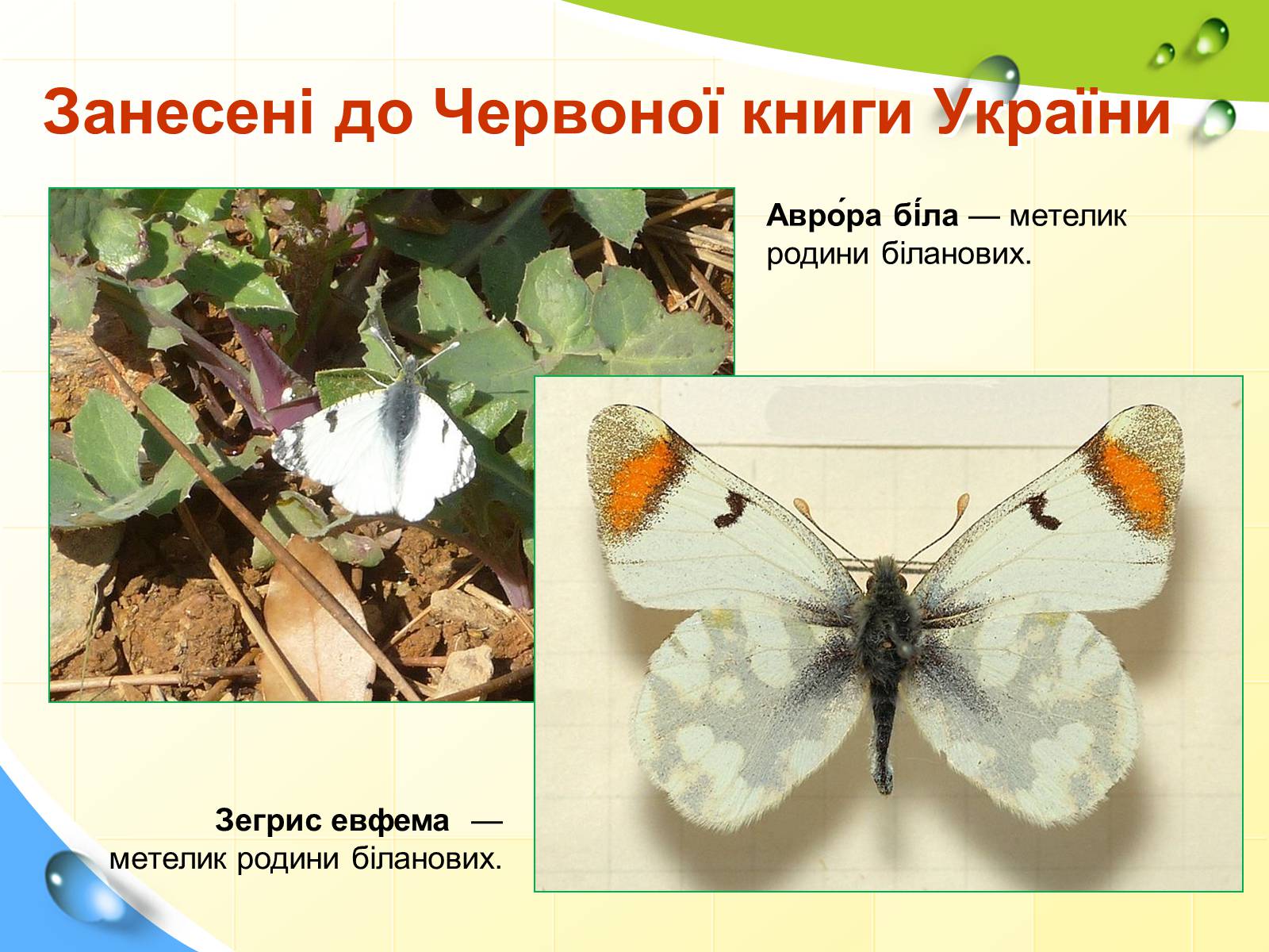 Презентація на тему «Природні заповідники України» (варіант 5) - Слайд #42