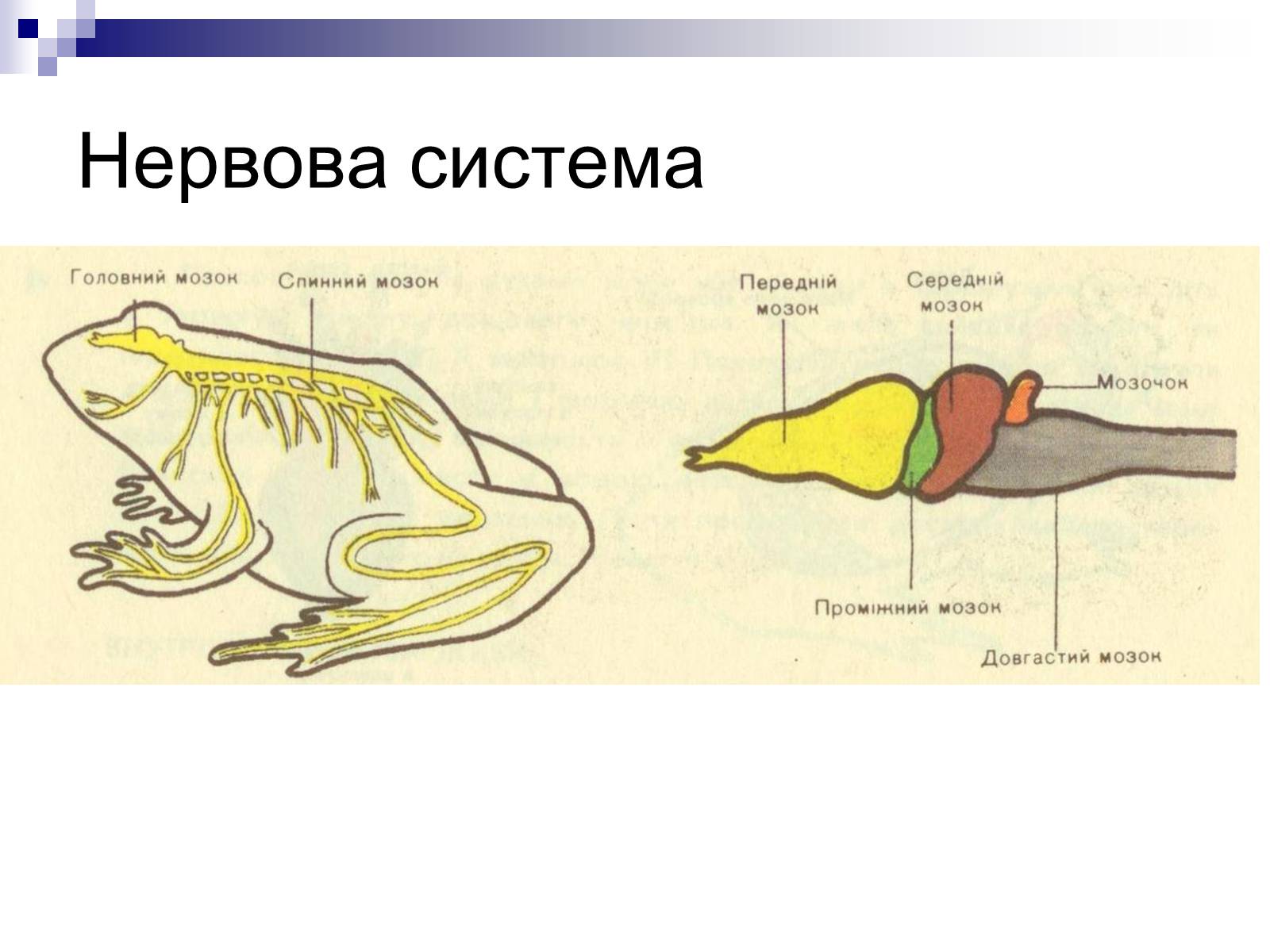 Внутреннее строение лягушки нервная система