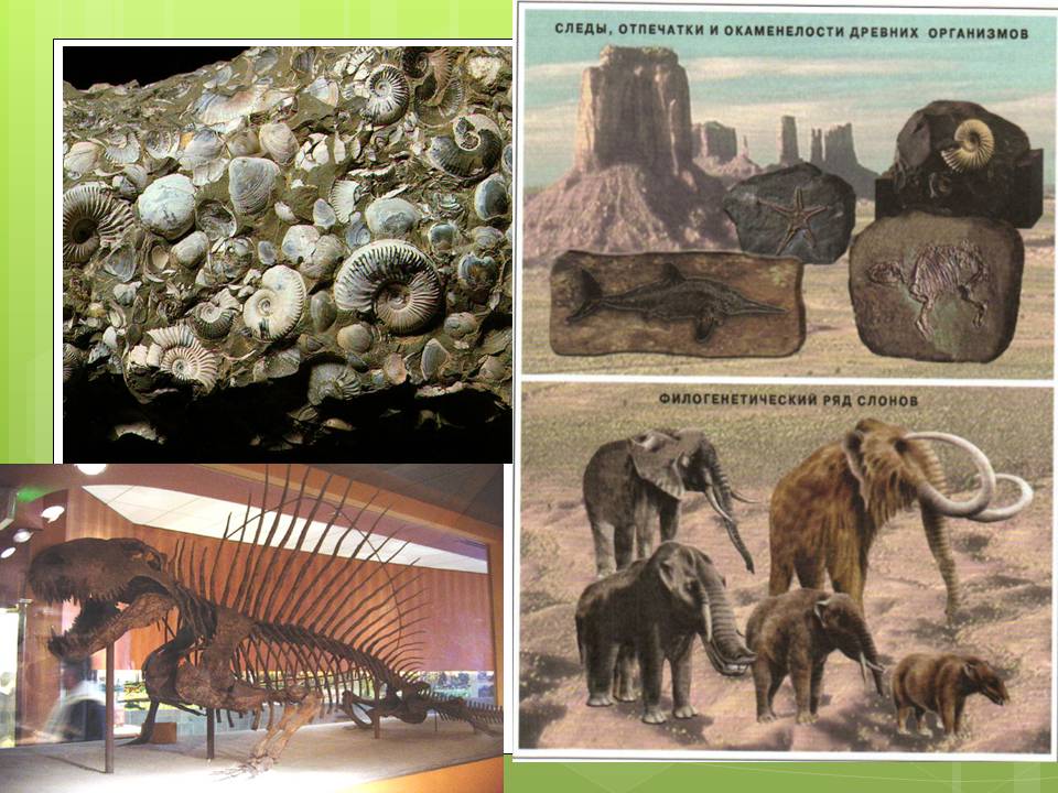 Презентація на тему «Докази еволюції тваринного світу» - Слайд #6