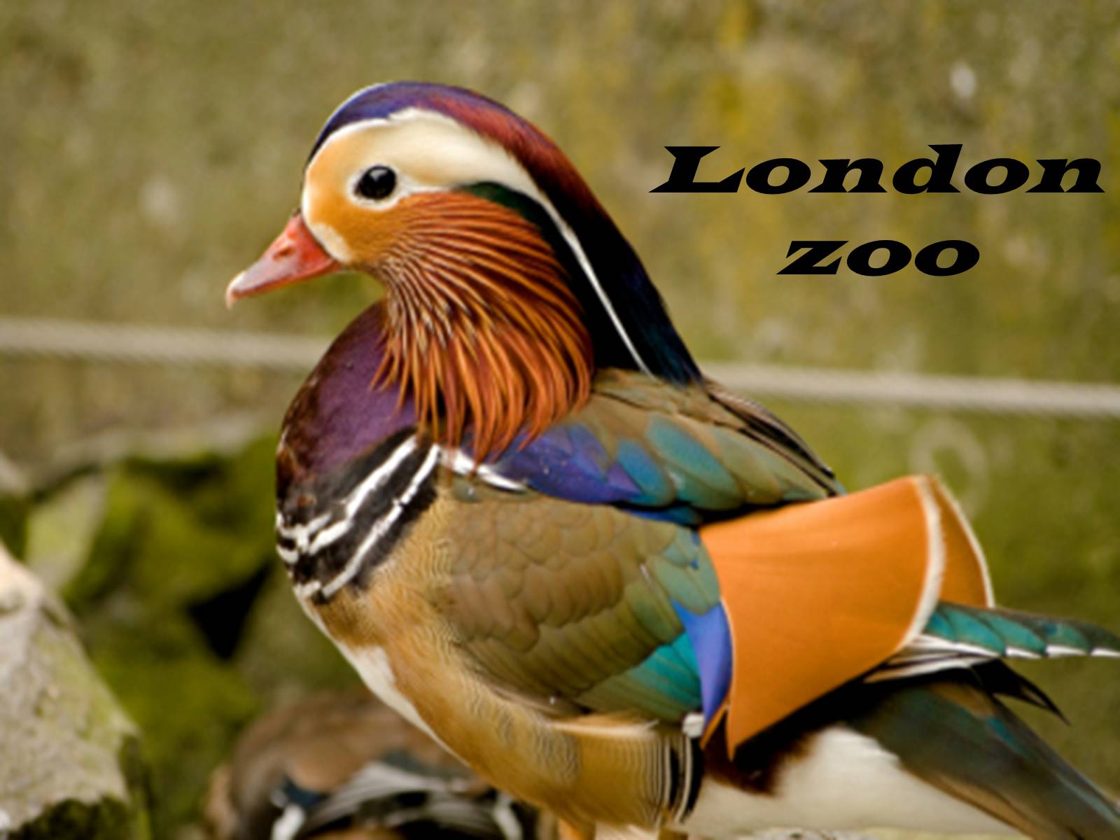 Презентація на тему «London zoo» - Слайд #1