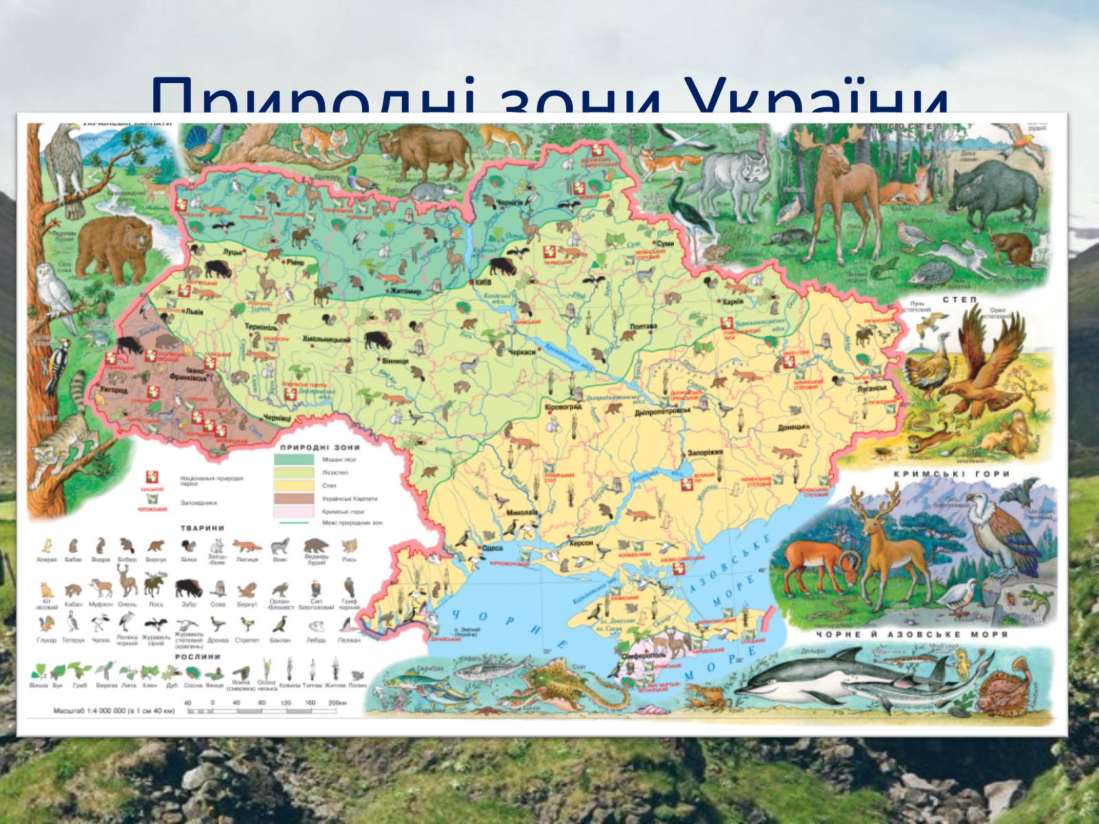 Презентація на тему «Рослинний світ природних зон України» - Слайд #2