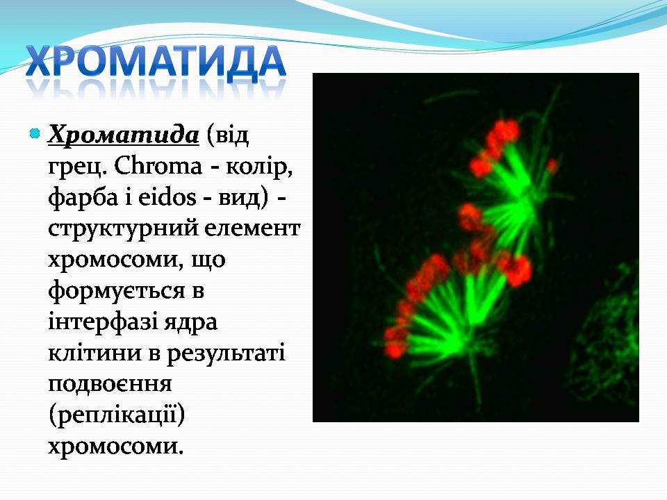 Презентація на тему «Хромосоми» (варіант 2) - Слайд #6