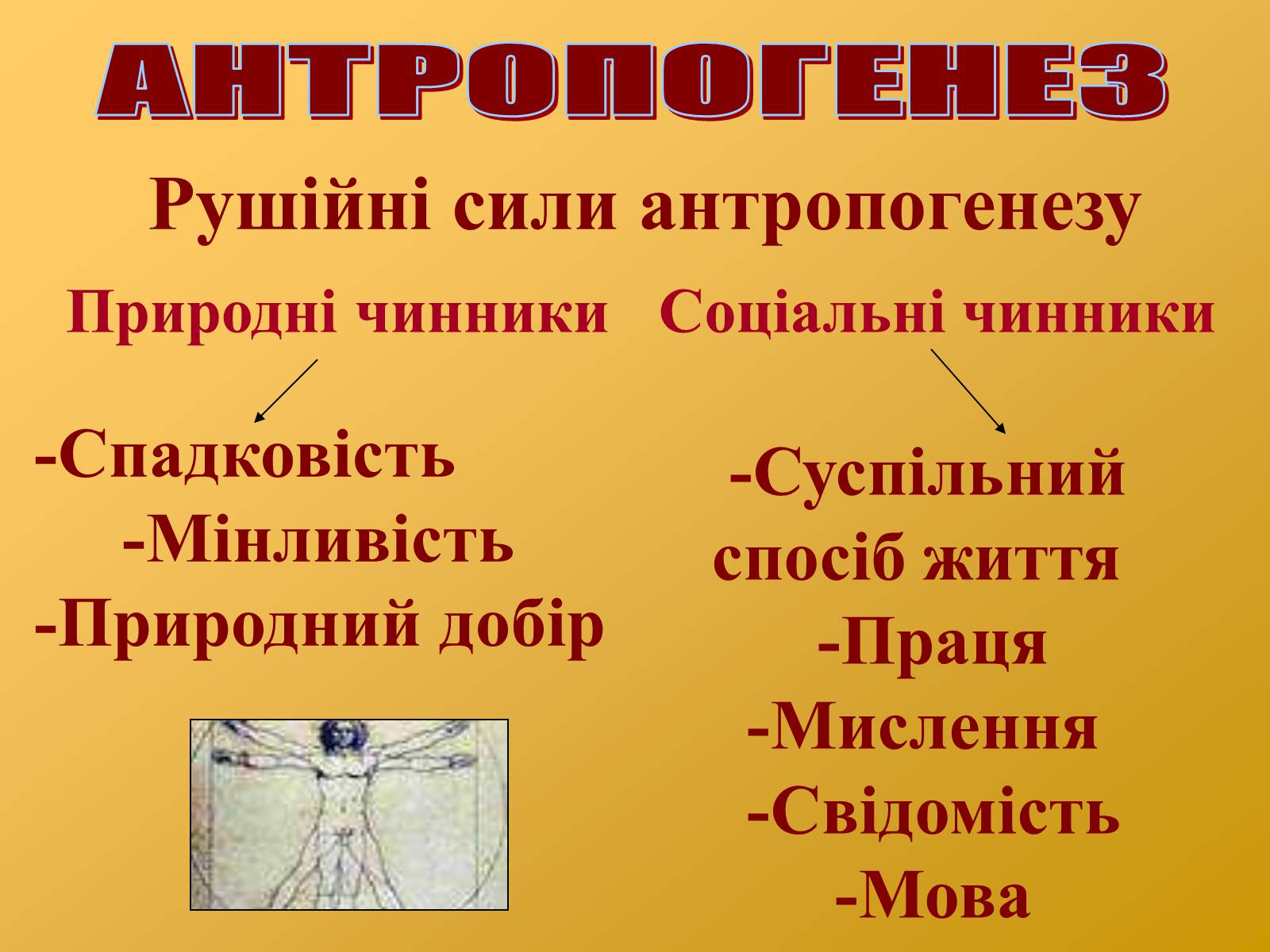 Презентація на тему «Антропогенез» (варіант 2) - Слайд #13