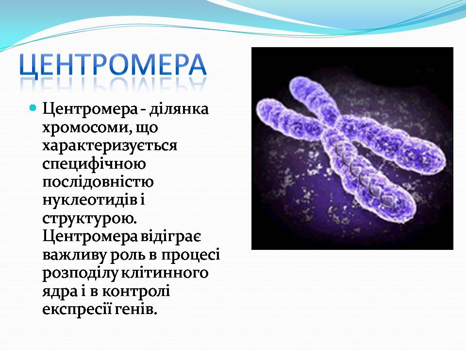 Презентація на тему «Хромосоми» (варіант 2) - Слайд #7