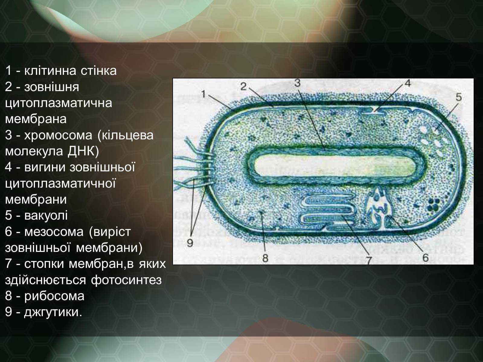Презентація на тему «Прокаріотична клітина» - Слайд #10