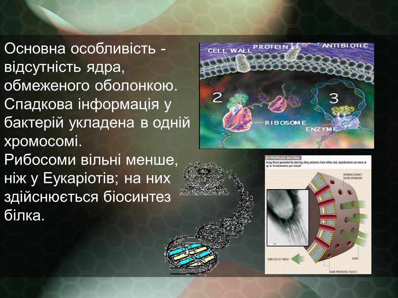 Презентація на тему «Прокаріотична клітина» - Слайд #12
