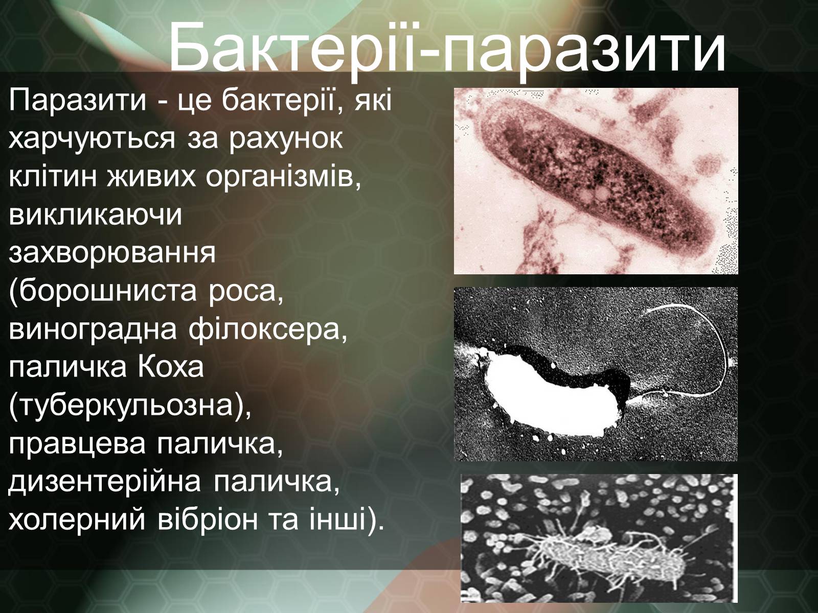 Презентація на тему «Прокаріотична клітина» - Слайд #15