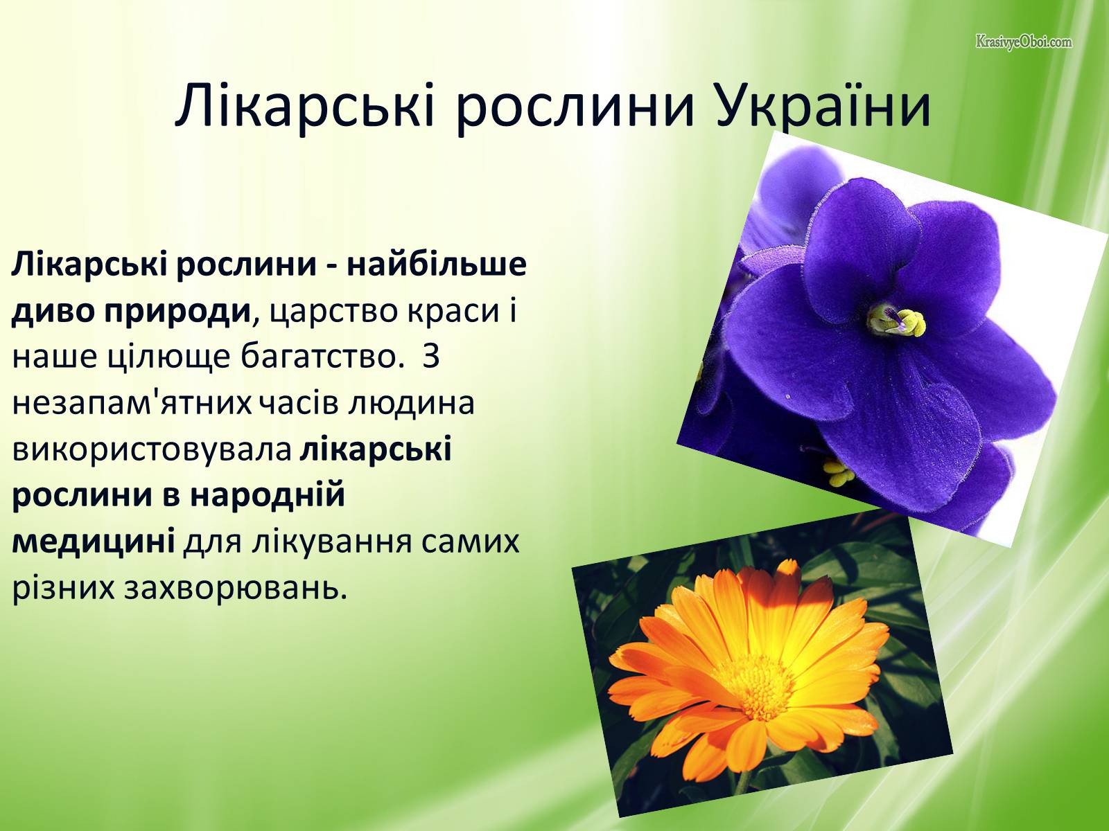 Презентація на тему «Рослинний світ України» - Слайд #19