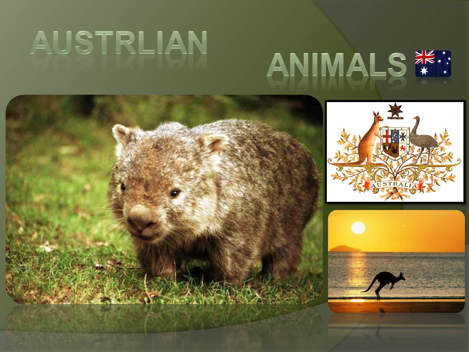 Презентація на тему «Austrlian Animal» - Слайд #1