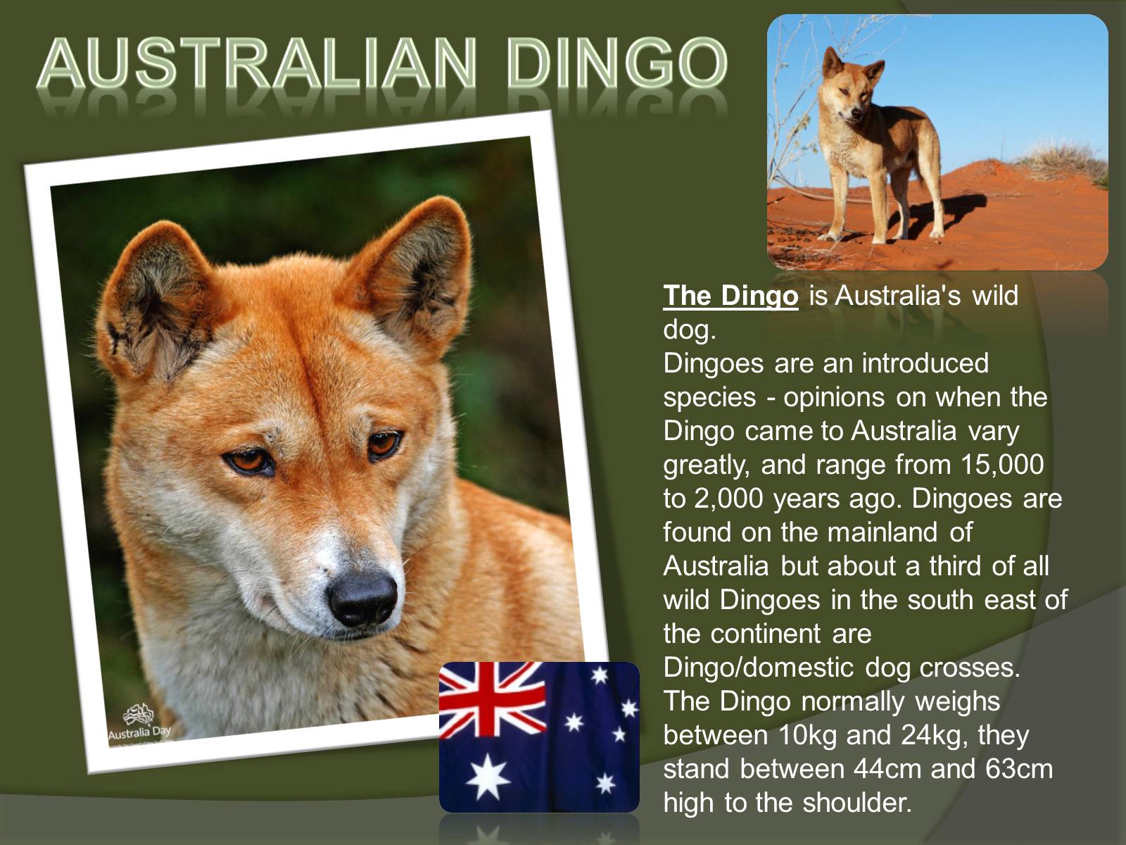 Английский язык рассказ о питомце. Динго на английском. Рассказ о Динго. Проект по английскому про собаку. Собака Динго животное на английском.