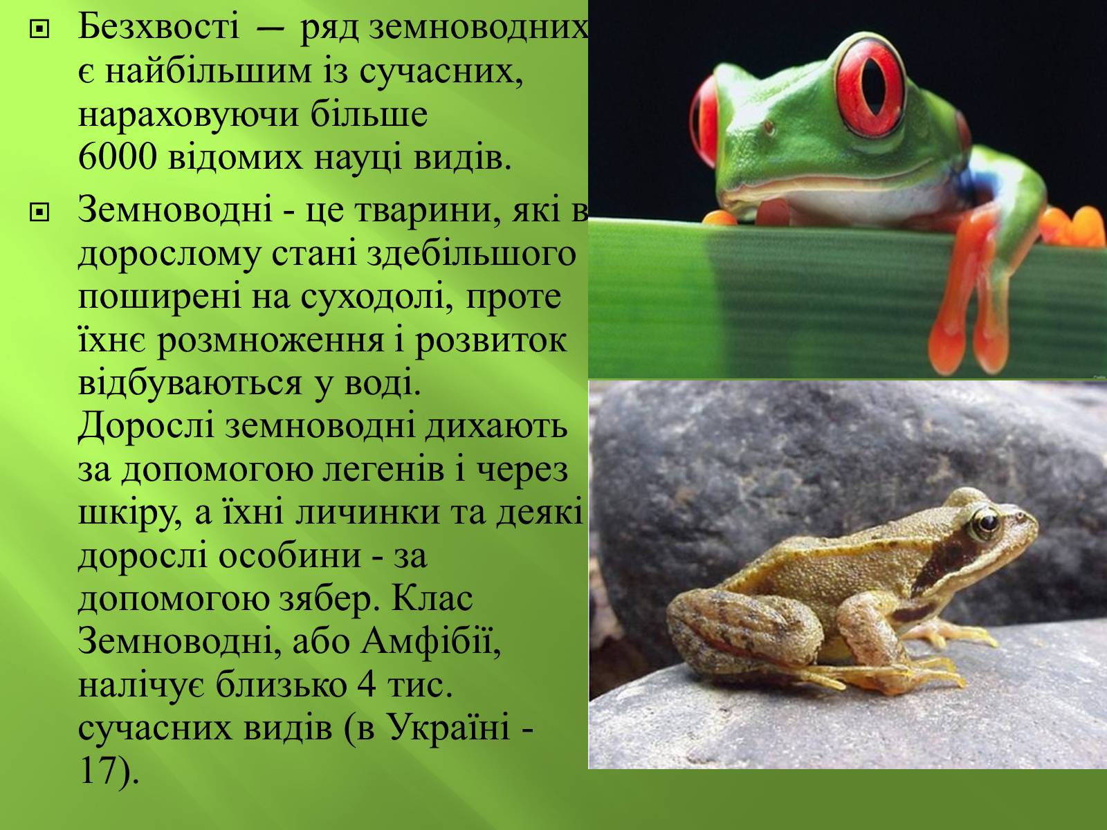 Презентація на тему «Безхвості жаби» - Слайд #2