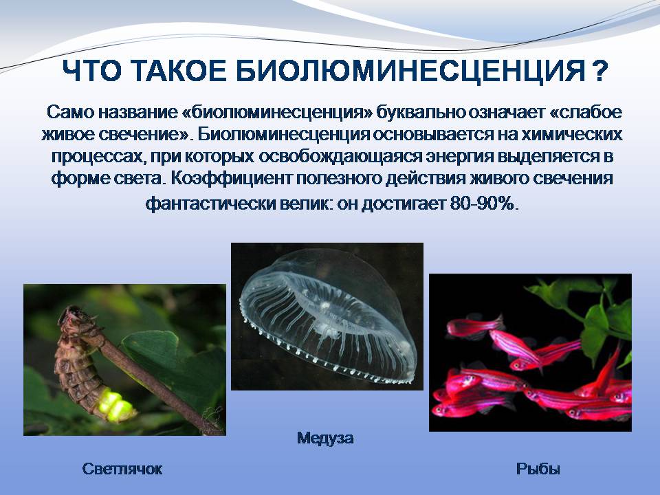 Презентація на тему «Биолюминесценция» - Слайд #3