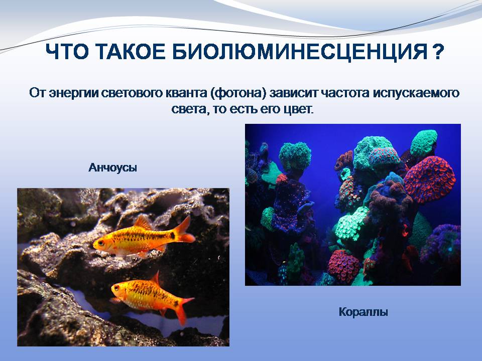 Презентація на тему «Биолюминесценция» - Слайд #4